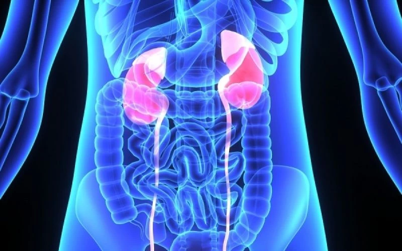 Πέτρες στους νεφρούς – Διατροφή: Αυτές οι τροφές σας προστατεύουν – Τι να προσέχετε όμως